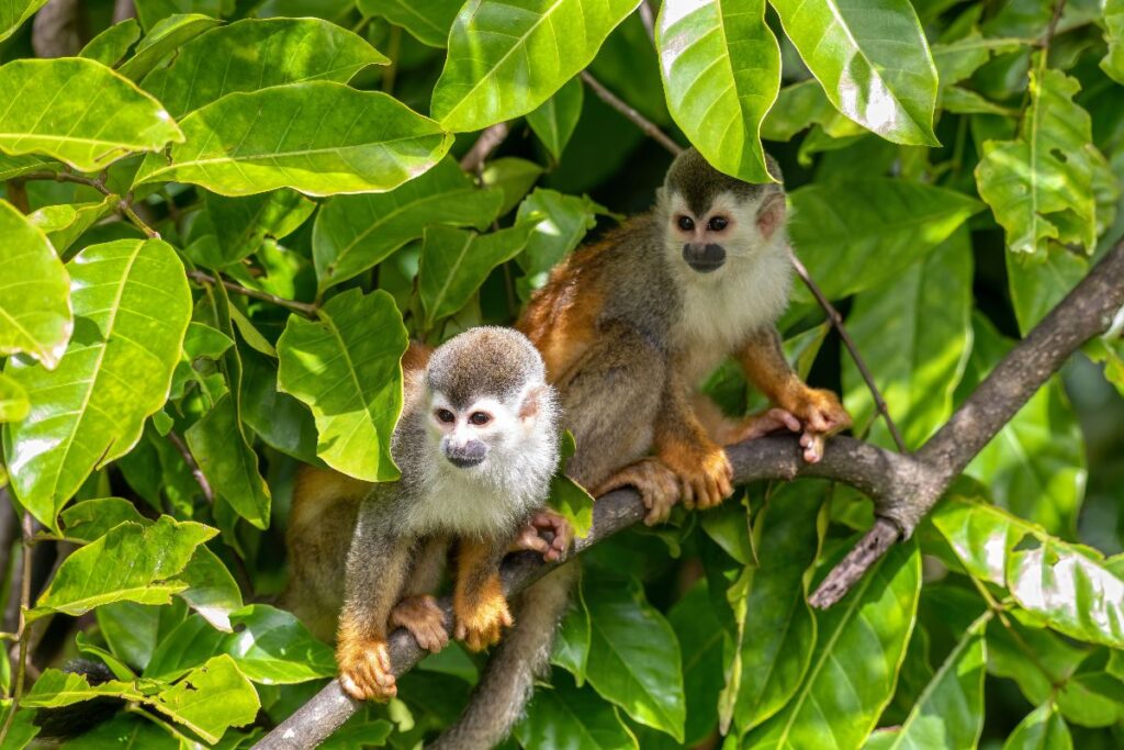 Scimmie Saimiri oerstedii del Centro America