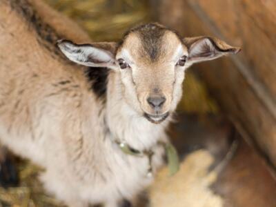 Una capra del Trentino