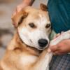 Lo studio che rivela perchè i cani fiutano le malattie