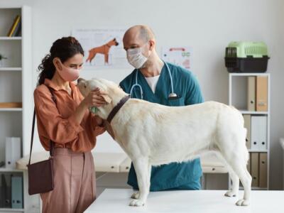 A Roma aprirà un ospedale veterinario gratuito: è il primo in Italia