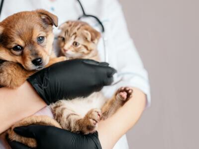 Un veterinario con cuccioli di cane e gatto