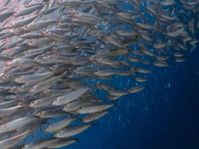 pesci in mare (sardine)