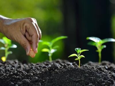 Un uomo pianta un seme