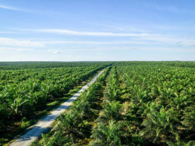 piante per olio di palma