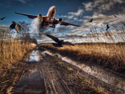 Meno aerei più uccelli