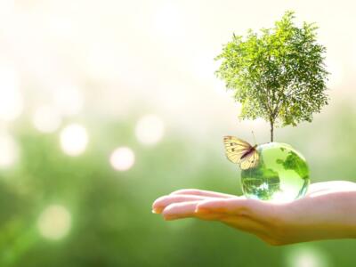 albero farfalla acqua