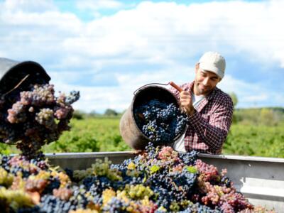Un enologo durante la vendemmia