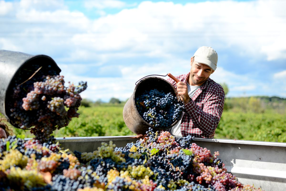 Un enologo durante la vendemmia