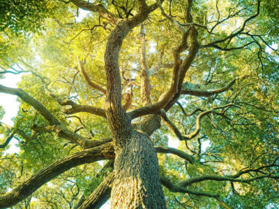 Un albero rigoglioso con rami e foglie verdi