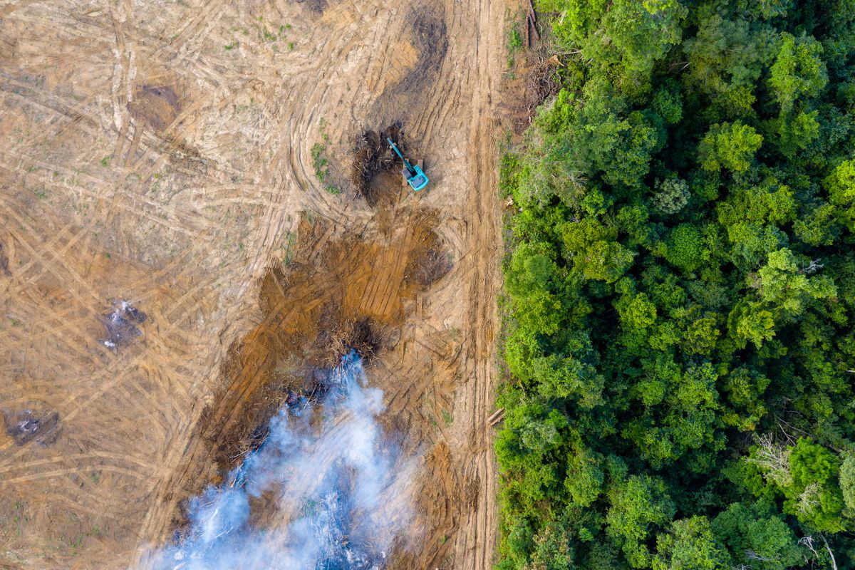 La deforestazione dell'Amazzonia