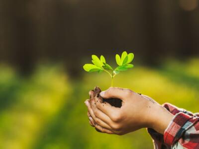 La messa a dimora di una pianta