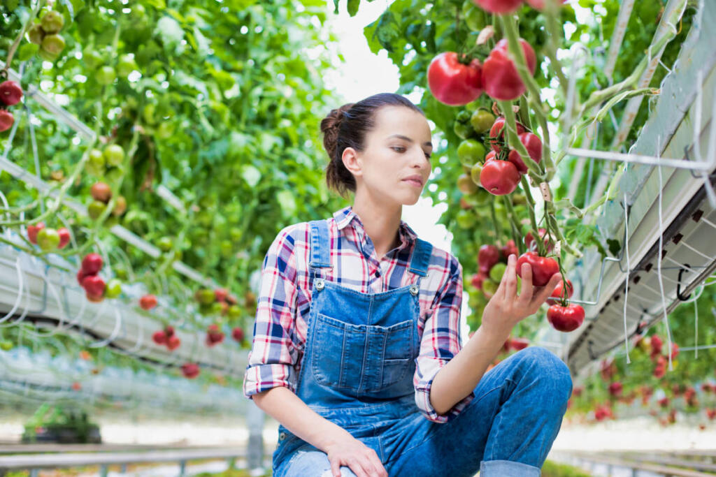 Una donna coltiva pomodori in serra