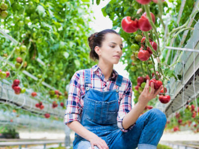 Una donna coltiva pomodori in serra