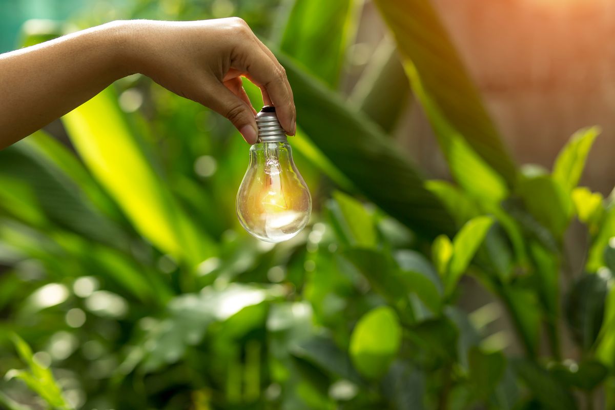 Una lampadina tra le foglie, simbolo di sostenibilità