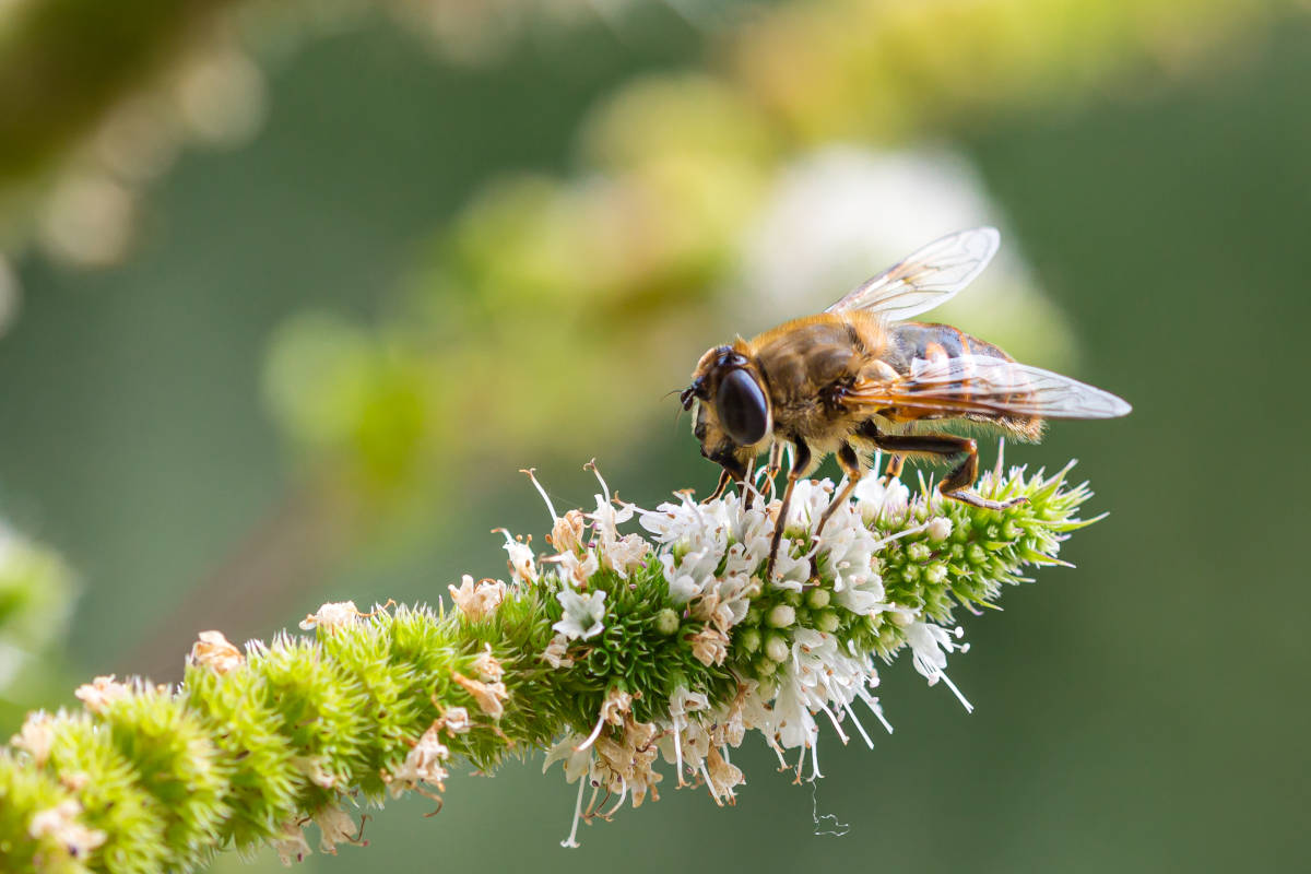 Un'ape mellifera su un fiore di menta piperita