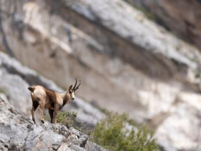 Il camoscio appenninico nel Parco Nazionale della Maiella