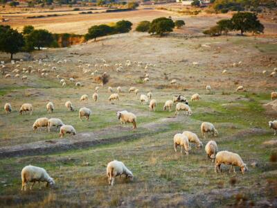 I pascoli naturali della Sardegna