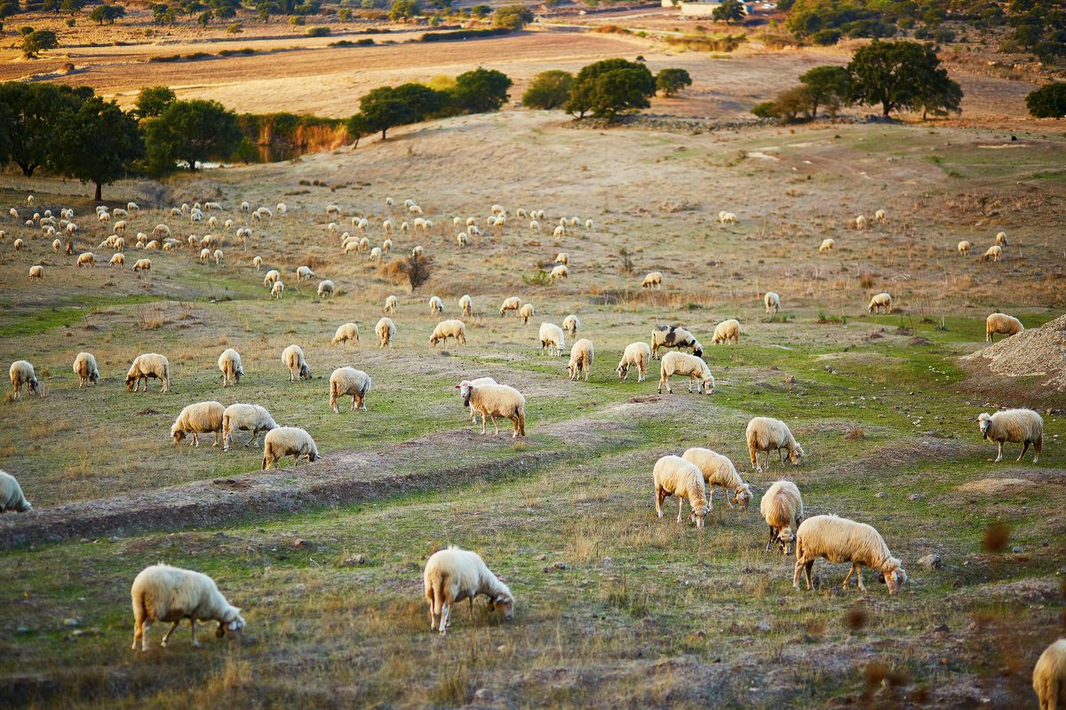 I pascoli naturali della Sardegna