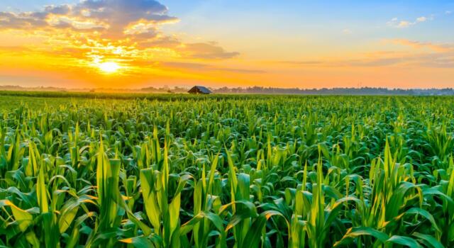 L&#8217;Unione europea mette in pausa la Pac: svincolati 200.000 ettari di terreni per produrre mais e semi oleosi