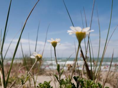 piante selvatiche costa mediterranea