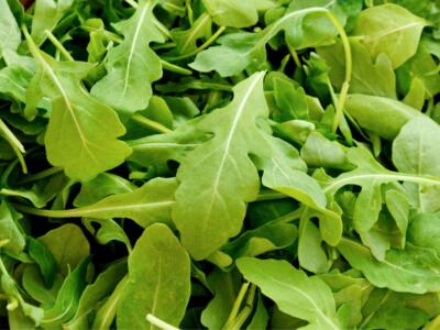 La rucola della Piana del Sele