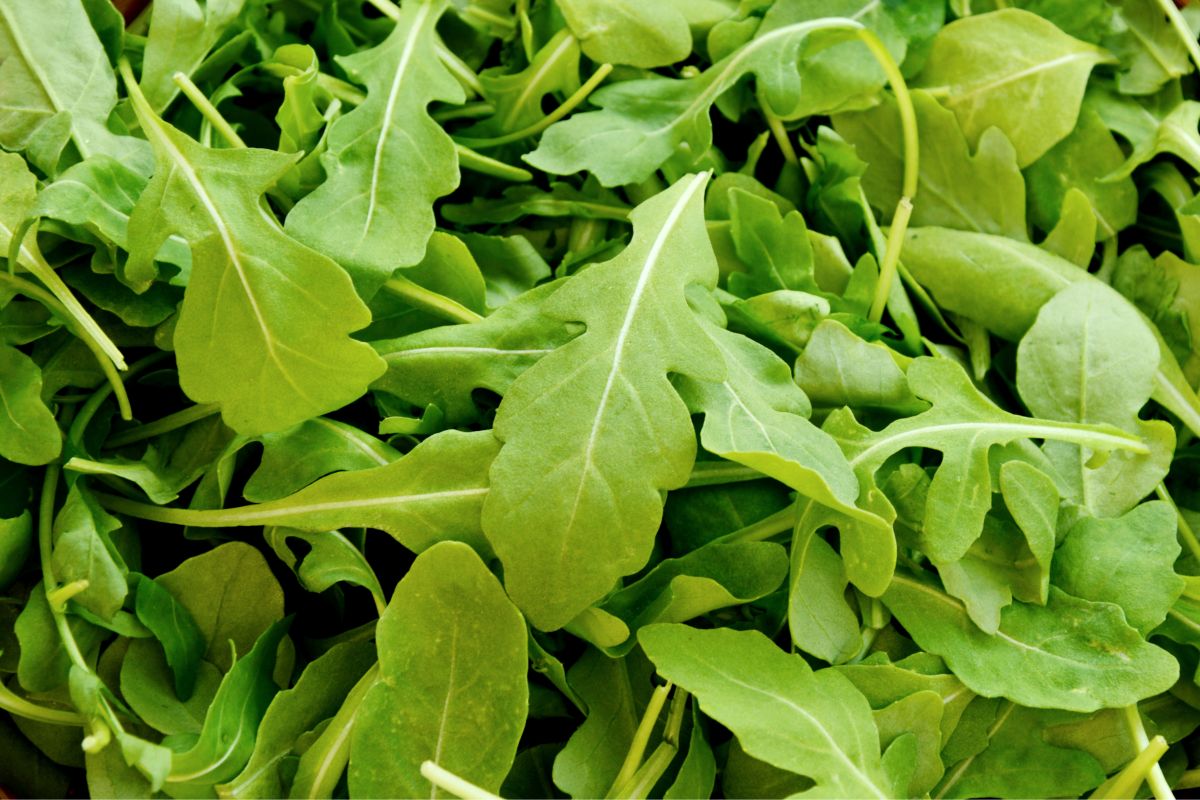 La rucola della Piana del Sele