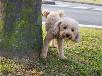 Cane che fa la pipì