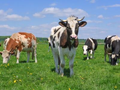 mucche pascolo prato