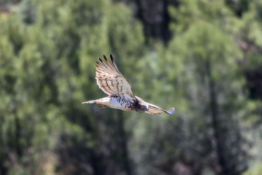 Sardegna, le aquile del Bonelli tornano a ripopolare l’isola: 33 gli esemplari liberati