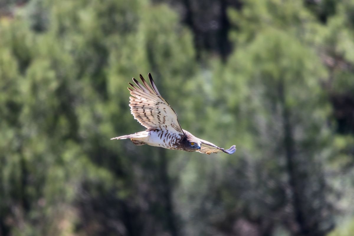 Sardegna, Le Aquile Del Bonelli Tornano A Ripopolare L'isola