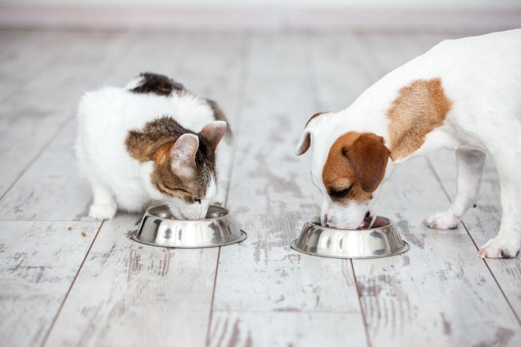 Una gatto e un cane mangiano cibo dalla ciotola