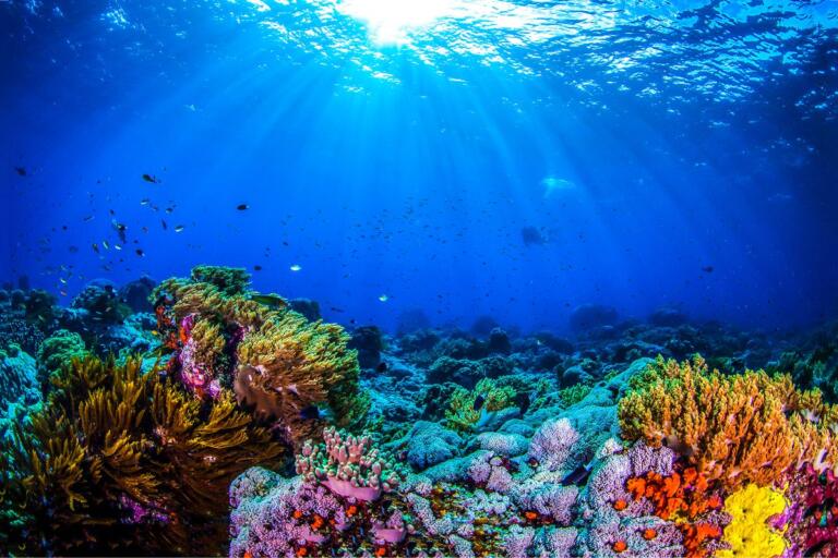 Differenza tra oceano e mare come distinguerli