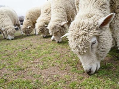 Pecore brucano l'erba