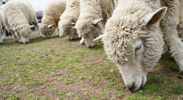 Piemonte, il progetto del Comune di Nichelino: pecore per tosare l&#8217;erba nelle scuole