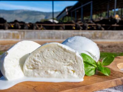 La Mozzarella di Bufala Campana Dop