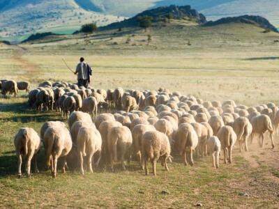 Un pastore con le pecore