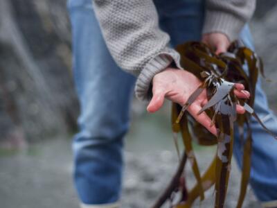 alghe appena raccolte