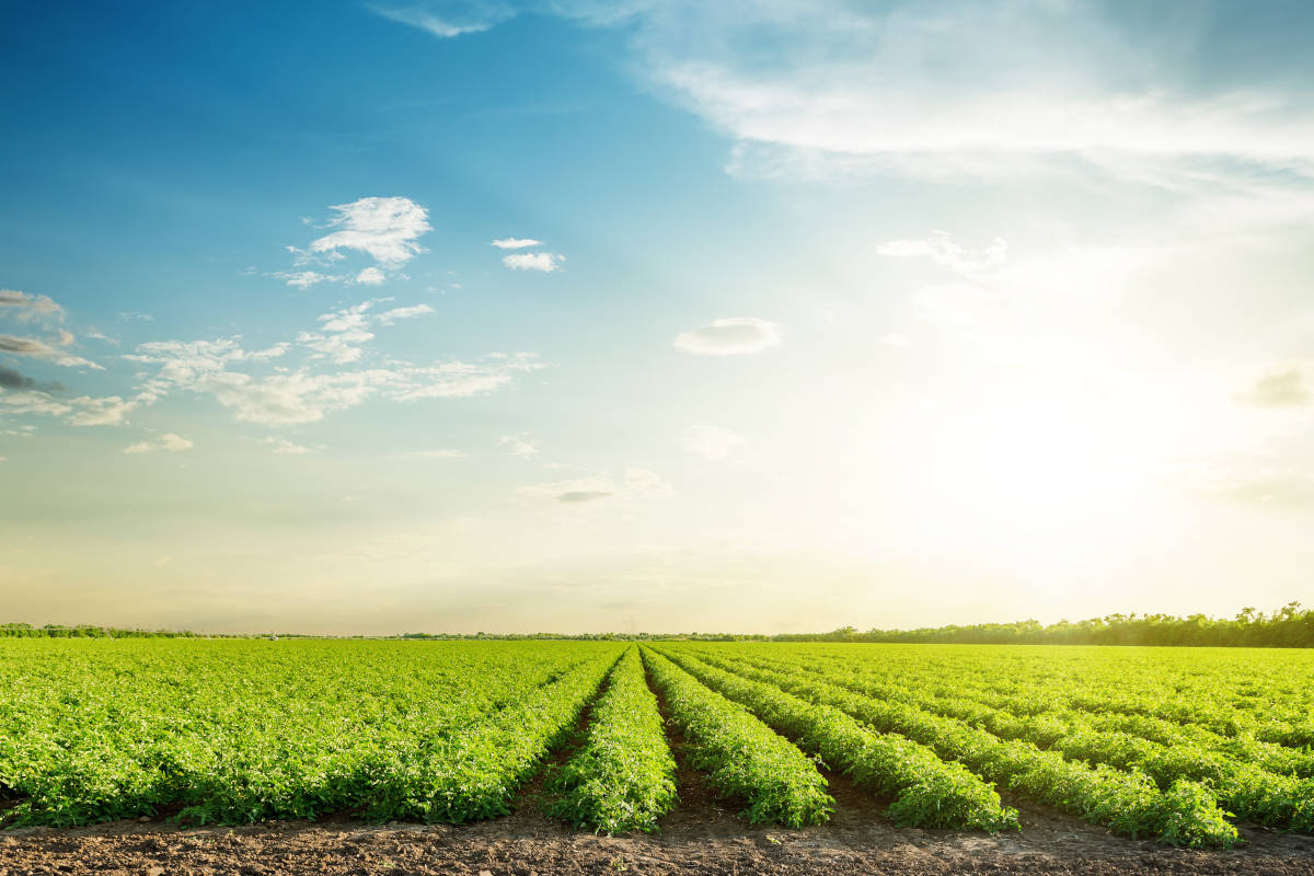 Campi agricoli verdi e un cielo azzurro al tramonto