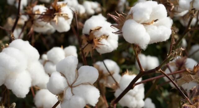 In Puglia si coltiva cotone biologico: nasce la prima filiera tracciabile