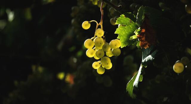 Il vino sostenibile italiano conquista il mondo: grande successo a Slow Wine Fair
