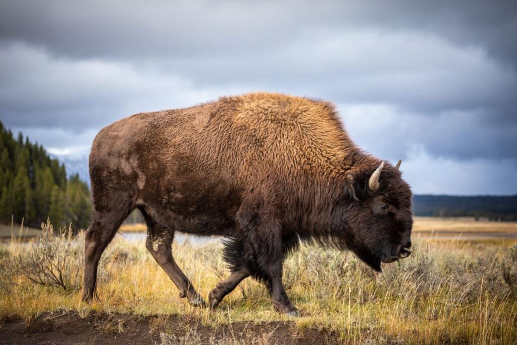 Il bisonte americano