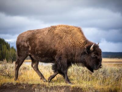 Il bisonte americano