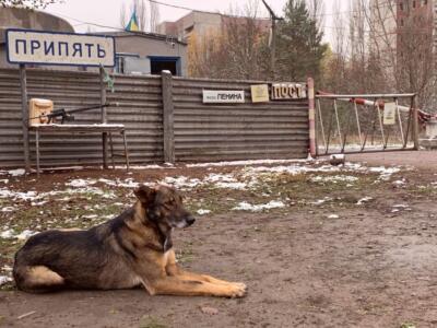 Cane di Chernobyl