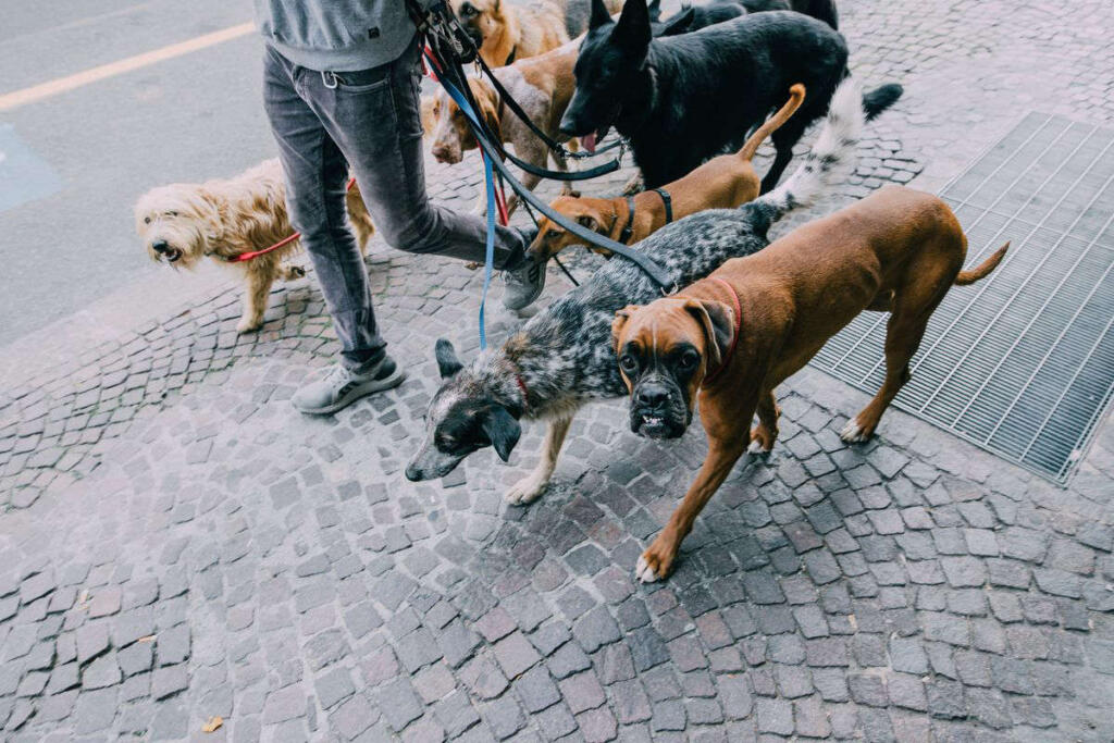 Dog sitter, aumentano le richieste: ma quanto guadagna (e quanto costa) uno specialista?