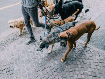 Un dog sitter al lavoro