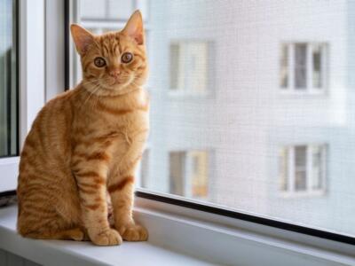 Finestra con zanzariera