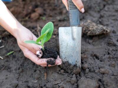 L'agroecologia come possibile soluzione ai cambiamenti climatici