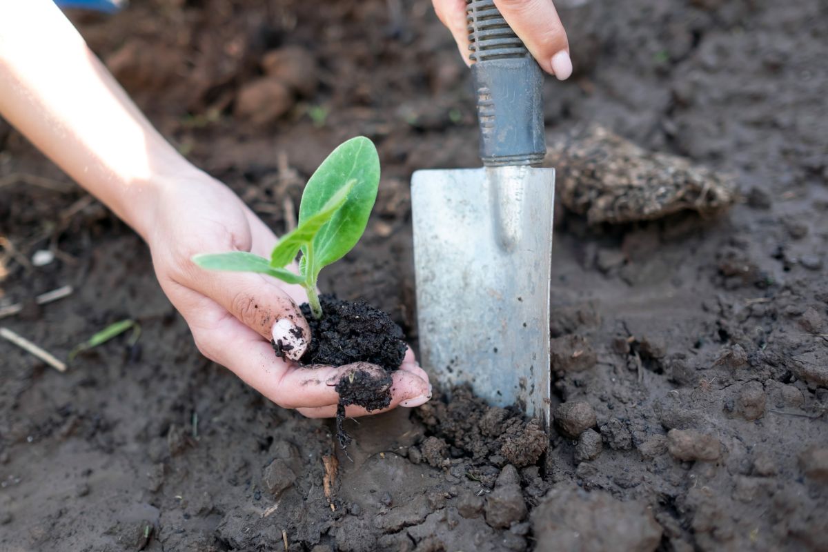 L'agroecologia come possibile soluzione ai cambiamenti climatici