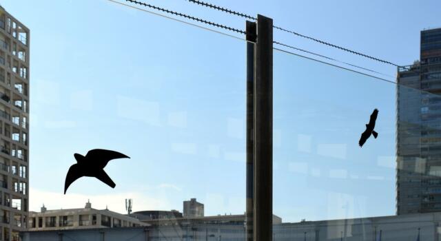 Perché ci sono sagome di uccelli neri sui vetri delle autostrade? Il motivo è encomiabile