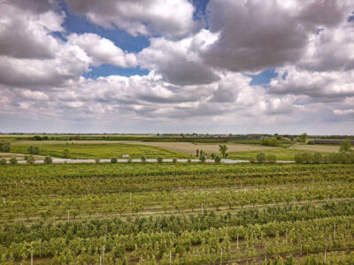 campi agricoli piante italia frutta